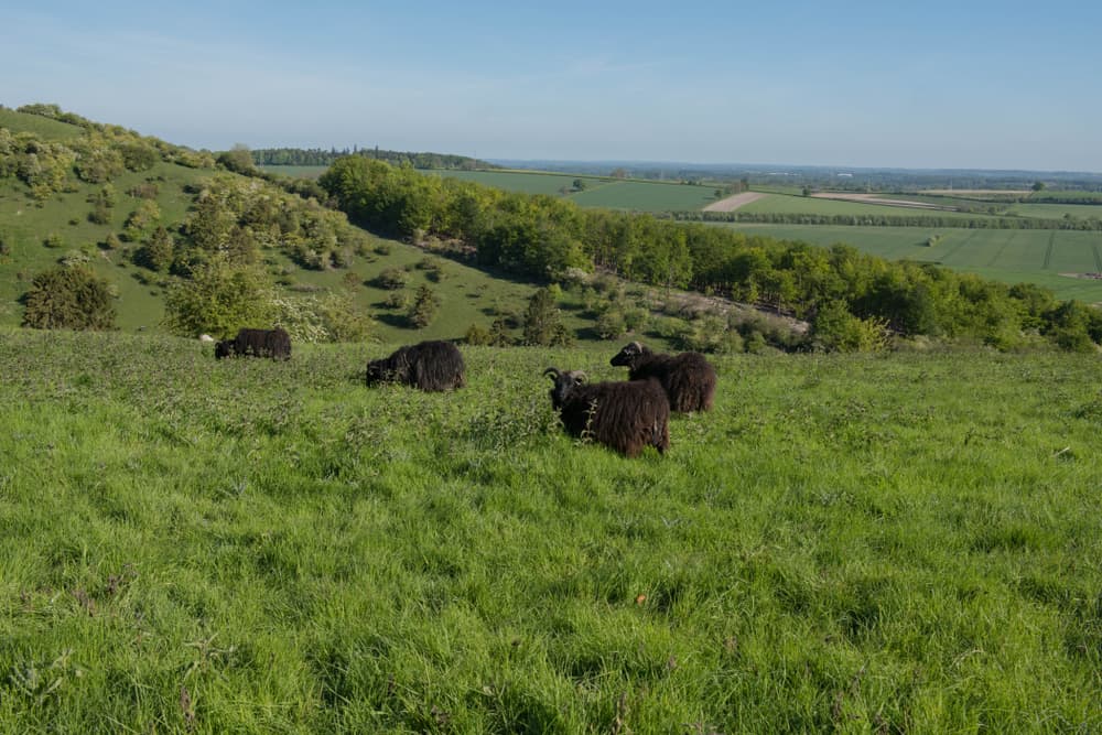 Live market data in Kingsclere