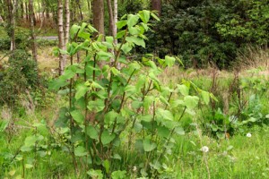 Japanese Knotweed: let’s be solution not problem conscious
